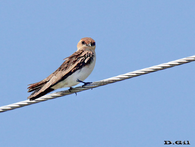 GOLONDRINA CARA ROJIZA (Alopochelidon fucata) - Colonia Wilson - SAN JOSÉ (Marzo 2015)